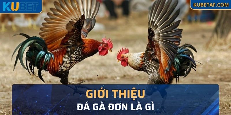 Sơ lược về đá gà đơn là gì cho người mới