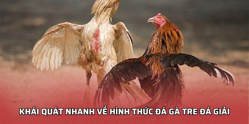 Khái quát nhanh về hình thức đá gà tre đá giải