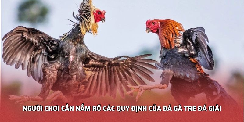 Người chơi cần nắm rõ các quy định của đá gà tre đá giải